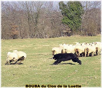 le bouvier des flandres et les moutons - Elevage du CLOS DE LA LUETTE - COPYRIGHT DEPOSE